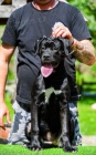 Cane Corso fenka �t�n�