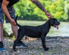 Cane Corso fenka �t�n�
