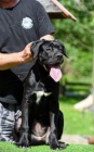 Cane Corso fenka �t�n�
