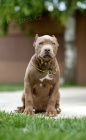 American Bully XL �t��ata
