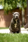 American Bully XL �t��ata