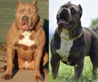 American Bully XL �t��ata