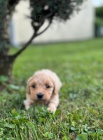 Maltipoo �t��ata na prodej