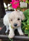 Maltipoo �t��ata na prodej