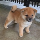 �T��ATA MINI SHIBA INU