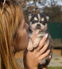 PROD�M �T��ATA ALASKAN KLEE KAI