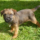 Prod�m �t��ata border teri�ra.