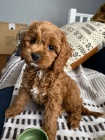 �t��ata Cockapoo mini