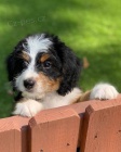 mini �t��ata Bernedoodle.
