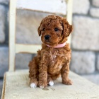 mini �t��ata Cavapoo