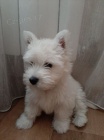 �t��ata West Highland White teri�r� k adopci.