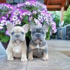 �t��ata francouzsk�ho buldo�ka.