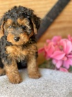 MINI �T���TKO YORKIPOO