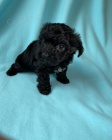 MINI �T���TKO YORKIPOO