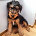 �t��ata erdelteri�ra k adopci