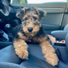 �t��ata erdelteri�ra k adopci