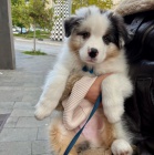 Prod�m roztomil� �t��ata australsk�ho ov��ka