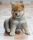 Shiba Inu �t��ata