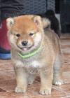 Shiba Inu �t��ata