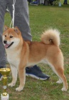 Shiba Inu �t��ata