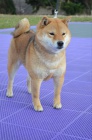 Shiba Inu �t��ata