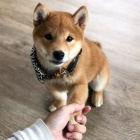 �T��ATA MINI SHIBA INU