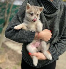 PROD�M �T��ATA ALASKAN KLEE KAI