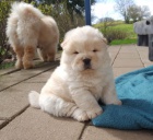 �au �au �t��ata na prodej.