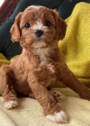 mini �t��ata Cavapoo