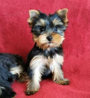 �t��ata jork��rsk�ho teri�ra