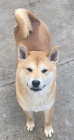 Shiba inu �t��ata