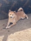 Shiba inu �t��ata