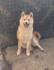 Shiba inu �t��ata