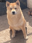Shiba inu �t��ata