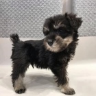 �t��ata mal�ch kn�ra��