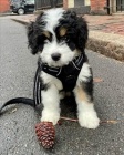 mini �t��ata Bernedoodle.