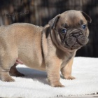 �t��ata francouzsk�ho buldo�ka.