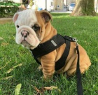 �t��ata anglick�ho buldo�ka