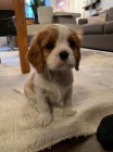 Prod�m mini o�kovan� �t��ata Kaval�r King Charles Spaniel.