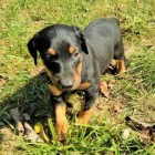 �t��ata dobrmana