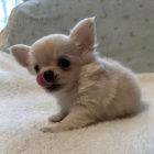 �t��ata dlouhosrst� �ivavy k adopci