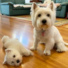 �t��ata West Highland White teri�r� k adopci.