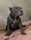 American Bully Exotic Micro �t��ata