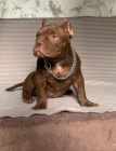 American Bully Exotic Micro �t��ata