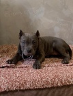 American Bully Exotic Micro �t��ata