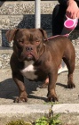 American Bully Exotic Micro �t��ata