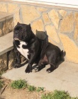 American Bully Exotic Micro �t��ata