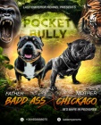 Pocket Micro American Bully �t��ata
