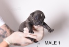 Pocket Micro American Bully �t��ata