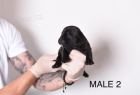 Pocket Micro American Bully �t��ata
